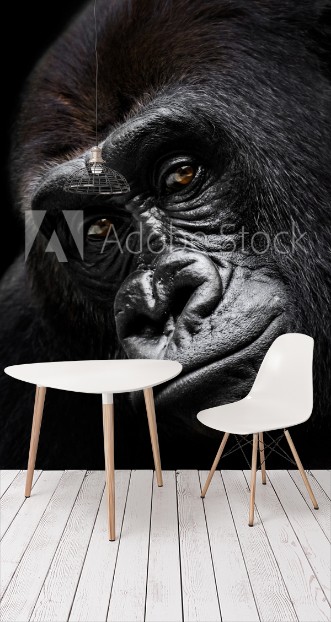 Picture of Western Lowland Gorilla VI